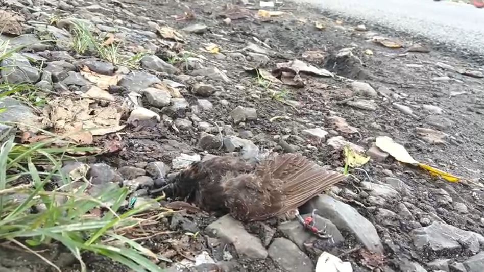 Red-vented Bulbul's death on NH-37 raises alarm over rising bird roadkills in Upper Assam Red-vented Bulbul's death on NH-37 raises alarm over rising bird roadkills in Upper Assam