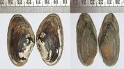 Researchers document six freshwater mussel species in Manipur, including two new to Science Researchers document six freshwater mussel species in Manipur, including two new to Science