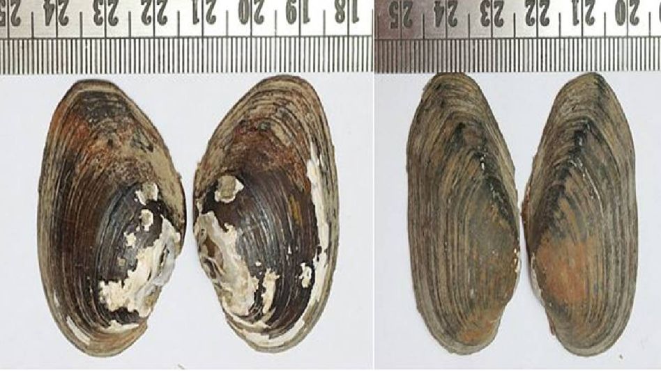 Researchers document six freshwater mussel species in Manipur, including two new to Science Researchers document six freshwater mussel species in Manipur, including two new to Science