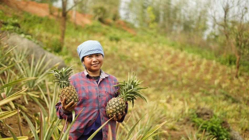 Meghalaya Pineapple Festival to return to Delhi with focus on farmers and market expansion Meghalaya Pineapple Festival to return to Delhi with focus on farmers and market expansion