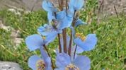 Rare Himalayan flower rediscovered in Arunachal after 158 years Rare Himalayan flower rediscovered in Arunachal after 158 years