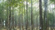 Cabinet task force to drive Assam's multi-crore agarwood industry Cabinet task force to drive Assam's multi-crore agarwood industry