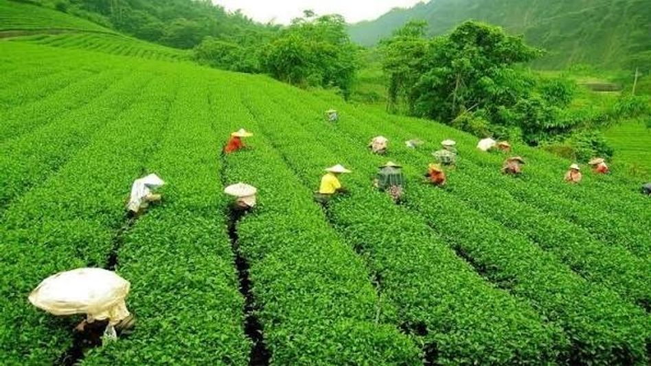 Tea industry welcomes Assam Budget's subsidy and tax relief measures Tea industry welcomes Assam Budget's subsidy and tax relief measures