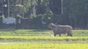 Wild buffalo injures two, sparks panic in Assam's Dibrugarh Wild buffalo injures two, sparks panic in Assam's Dibrugarh