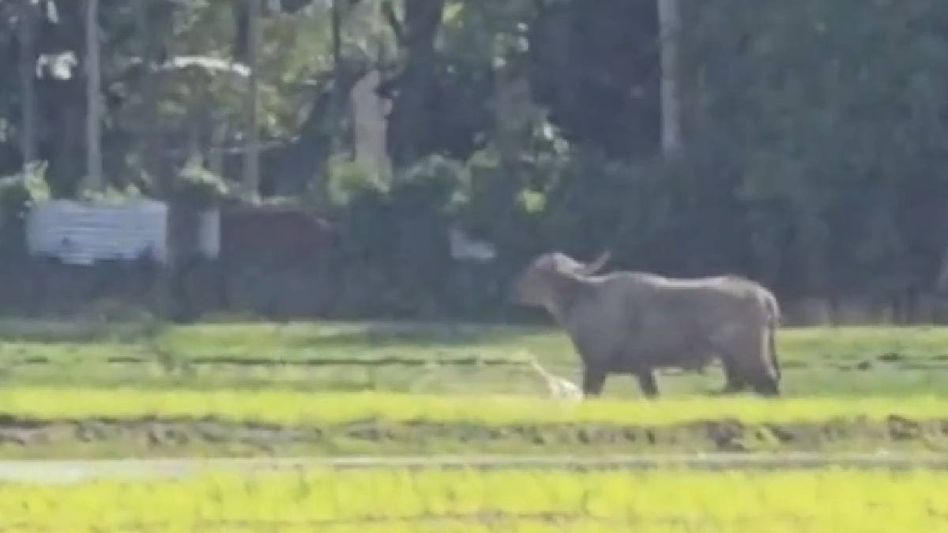 Wild buffalo injures two, sparks panic in Assam's Dibrugarh Wild buffalo injures two, sparks panic in Assam's Dibrugarh