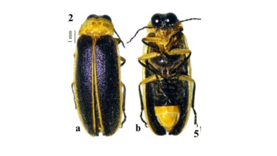 Northeast researchers discover new firefly species, name it after Meghalaya's Mawsynram Northeast researchers discover new firefly species, name it after Meghalaya's Mawsynram