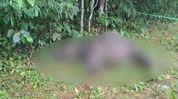 Assam: Elephant carcass recovered near Nampathar Reserved Forest, probe underway Assam: Elephant carcass recovered near Nampathar Reserved Forest, probe underway