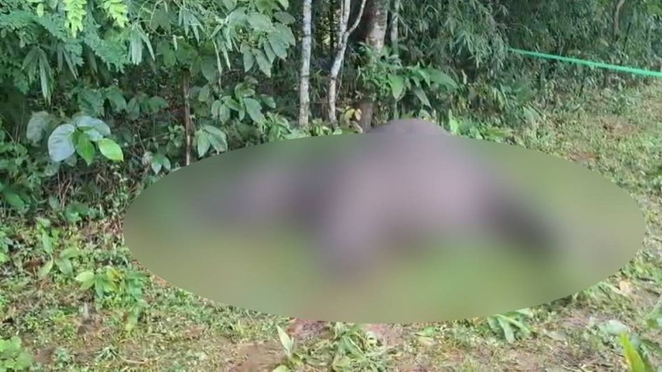 Assam: Elephant carcass recovered near Nampathar Reserved Forest, probe underway Assam: Elephant carcass recovered near Nampathar Reserved Forest, probe underway