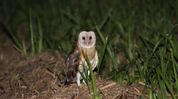 Rare Australian grass owl spotted at Assam's Maguri Motapung Beel Rare Australian grass owl spotted at Assam's Maguri Motapung Beel