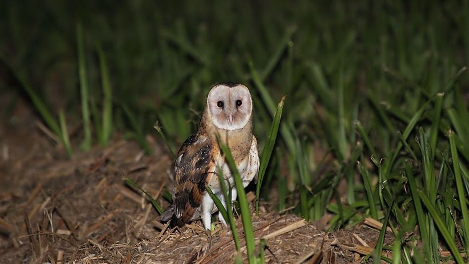 Rare Australian grass owl spotted at Assam's Maguri Motapung Beel Rare Australian grass owl spotted at Assam's Maguri Motapung Beel