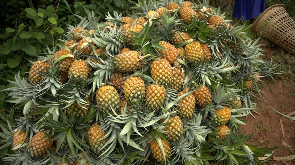 Meghalaya pineapple festival records sale of 30 MT of fresh fruit, nearly doubles last year's figure Meghalaya pineapple festival records sale of 30 MT of fresh fruit, nearly doubles last year's figure