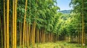 Nagaland signs pact to bring 30,000 women farmers into bamboo value chain Nagaland signs pact to bring 30,000 women farmers into bamboo value chain
