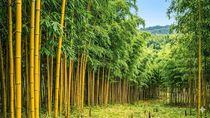 Industree Foundation inks MoU to promote bamboo plantation in Nagaland Industree Foundation inks MoU to promote bamboo plantation in Nagaland