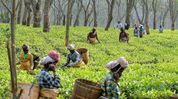 Assam government to grant land pattas to 3.5 lakh tea garden workers, build houses for tea community Assam government to grant land pattas to 3.5 lakh tea garden workers, build houses for tea community