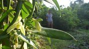 From forest fringe to fortune: Vanilla farming opens new income avenue for Assam villages From forest fringe to fortune: Vanilla farming opens new income avenue for Assam villages