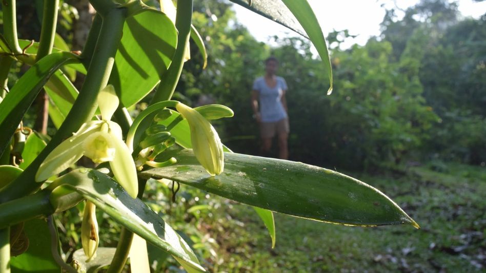 From forest fringe to fortune: Vanilla farming opens new income avenue for Assam villages From forest fringe to fortune: Vanilla farming opens new income avenue for Assam villages