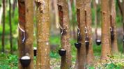 Northeast's share in India's natural rubber output projected to rise to 45 per cent under INROAD Northeast's share in India's natural rubber output projected to rise to 45 per cent under INROAD