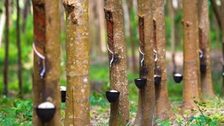 Northeast's share in India's natural rubber output projected to rise to 45 per cent under INROAD Northeast's share in India's natural rubber output projected to rise to 45 per cent under INROAD