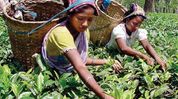 India-UK trade pact comes into force, duty-free UK access opens for Assam tea India-UK trade pact comes into force, duty-free UK access opens for Assam tea