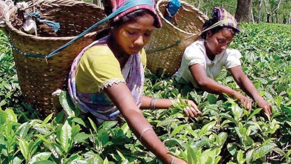 India-UK trade pact comes into force, duty-free UK access opens for Assam tea India-UK trade pact comes into force, duty-free UK access opens for Assam tea