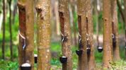 Mizoram targets 2,649 hectares of new rubber plantations under Phase II of CM's Rubber Mission Mizoram targets 2,649 hectares of new rubber plantations under Phase II of CM's Rubber Mission