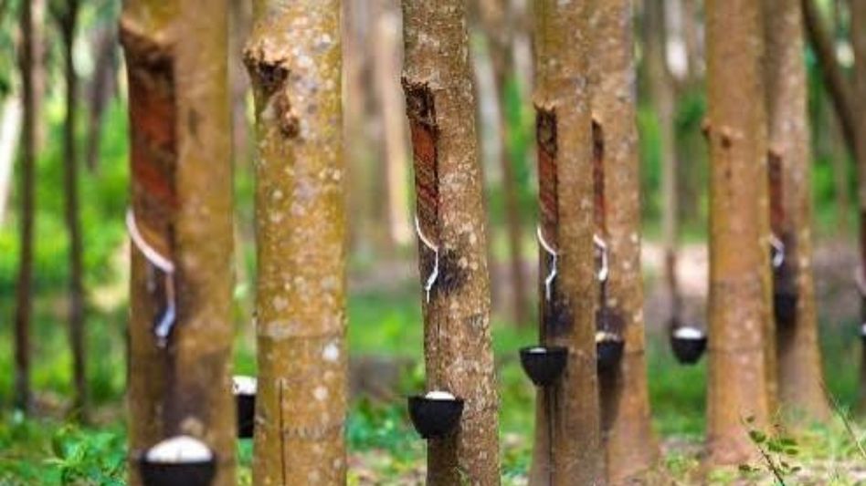 Mizoram targets 2,649 hectares of new rubber plantations under Phase II of CM's Rubber Mission Mizoram targets 2,649 hectares of new rubber plantations under Phase II of CM's Rubber Mission