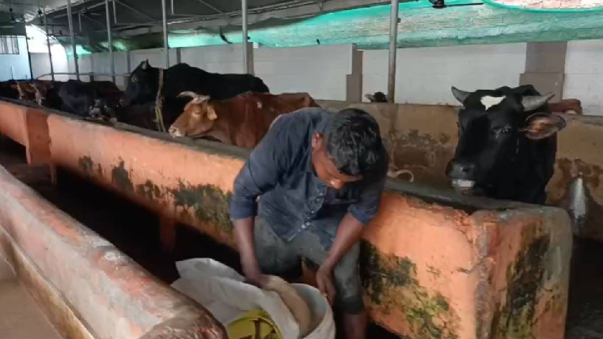 Assam: Mass cattle deaths at Tinsukia cow shed trigger probe into suspected contaminated feed