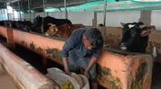 Assam: Mass cattle deaths at Tinsukia cow shed trigger probe into suspected contaminated feed Assam: Mass cattle deaths at Tinsukia cow shed trigger probe into suspected contaminated feed