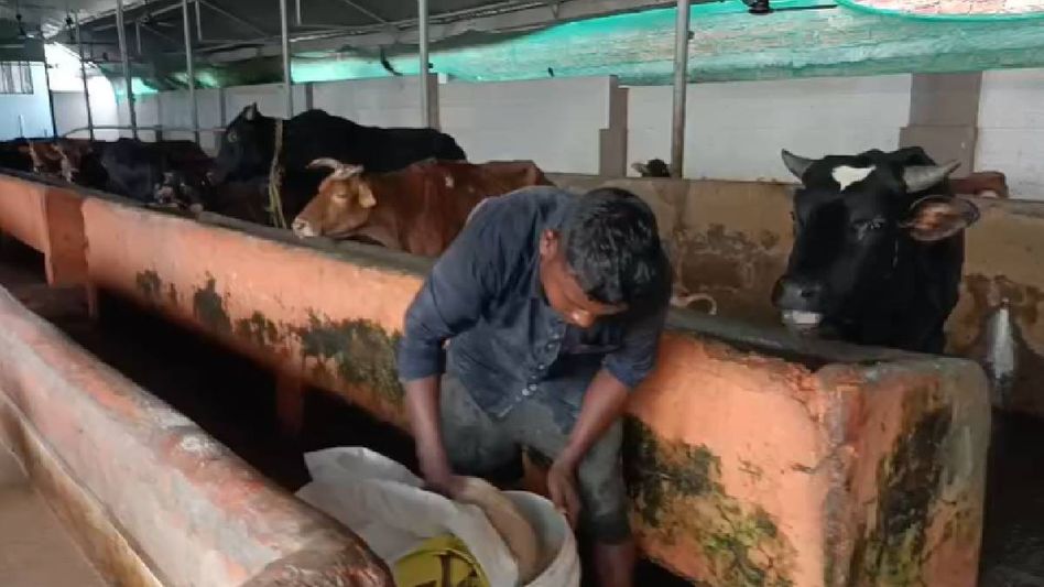 Assam: Mass cattle deaths at Tinsukia cow shed trigger probe into suspected contaminated feed Assam: Mass cattle deaths at Tinsukia cow shed trigger probe into suspected contaminated feed