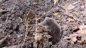 Rare Himalayan Mole rescued and released in Assam's Manas National Park Rare Himalayan Mole rescued and released in Assam's Manas National Park