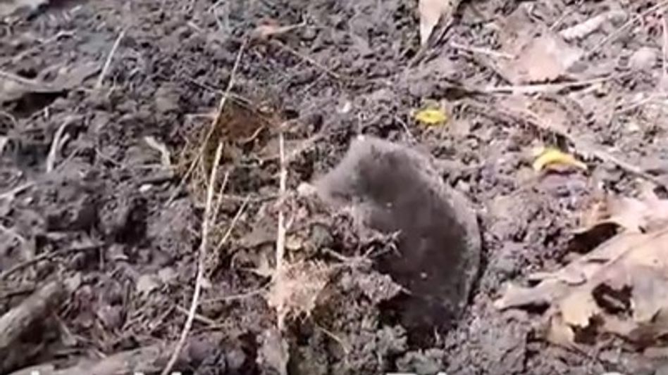 Rare Himalayan Mole rescued and released in Assam's Manas National Park Rare Himalayan Mole rescued and released in Assam's Manas National Park