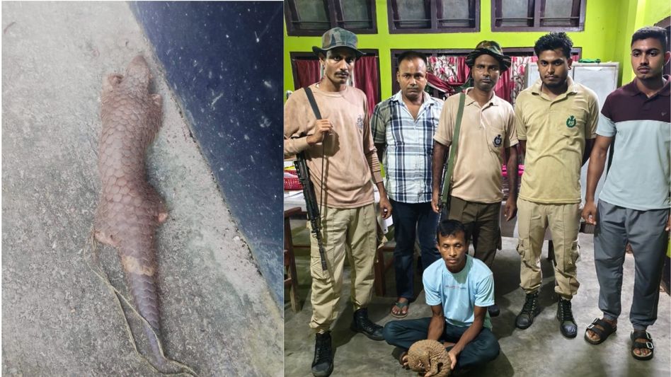 Man arrested with live pangolin in Assam, forest department launches probe Man arrested with live pangolin in Assam, forest department launches probe