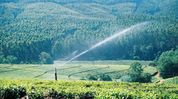 Assam to invest Rs 4,000 crore in pressurised irrigation network over five years: Himanta Biswa Sarma Assam to invest Rs 4,000 crore in pressurised irrigation network over five years: Himanta Biswa Sarma