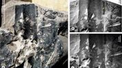 Assam fossil discovery reveals Kevda plant has survived in India for 24 million years Assam fossil discovery reveals Kevda plant has survived in India for 24 million years