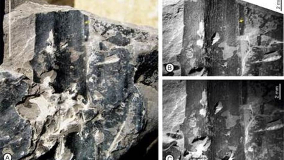 Assam fossil discovery reveals Kevda plant has survived in India for 24 million years Assam fossil discovery reveals Kevda plant has survived in India for 24 million years