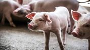 African Swine Fever detected in Assam's Tinsukia village; culling ordered, pork trade banned for 30 days African Swine Fever detected in Assam's Tinsukia village; culling ordered, pork trade banned for 30 days
