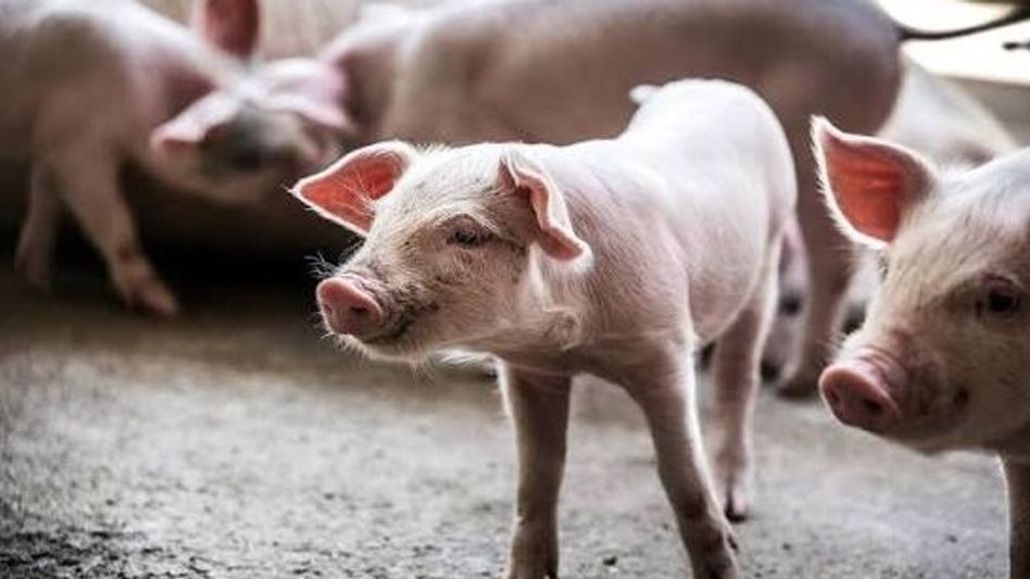 African Swine Fever detected in Assam's Tinsukia village; culling ordered, pork trade banned for 30 days African Swine Fever detected in Assam's Tinsukia village; culling ordered, pork trade banned for 30 days