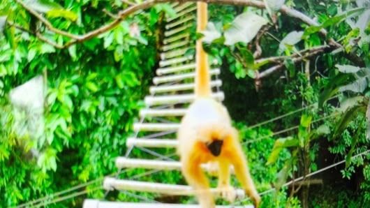 NTPC Bongaigaon installs artificial canopy bridges to protect endangered Golden Langur in Assam's Kokrajhar NTPC Bongaigaon installs artificial canopy bridges to protect endangered Golden Langur in Assam's Kokrajhar