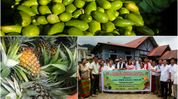 Arunachal ships first consignment of Mebo pineapples, lemons to Sikkim after inter-state MoU Arunachal ships first consignment of Mebo pineapples, lemons to Sikkim after inter-state MoU