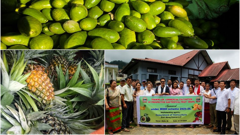 Arunachal ships first consignment of Mebo pineapples, lemons to Sikkim after inter-state MoU Arunachal ships first consignment of Mebo pineapples, lemons to Sikkim after inter-state MoU