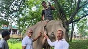 Flood-swept elephant from Nagaland rescued in Assam's Sivasagar, under veterinary care Flood-swept elephant from Nagaland rescued in Assam's Sivasagar, under veterinary care