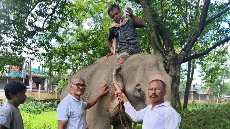 Flood-swept elephant from Nagaland rescued in Assam's Sivasagar, under veterinary care Flood-swept elephant from Nagaland rescued in Assam's Sivasagar, under veterinary care