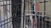 Golaghat prisoner escape: Police officer, two home guards arrested over security lapse Golaghat prisoner escape: Police officer, two home guards arrested over security lapse