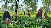 Assam introduces bill to allow tea gardens to use 5% land for commercial activities Assam introduces bill to allow tea gardens to use 5% land for commercial activities