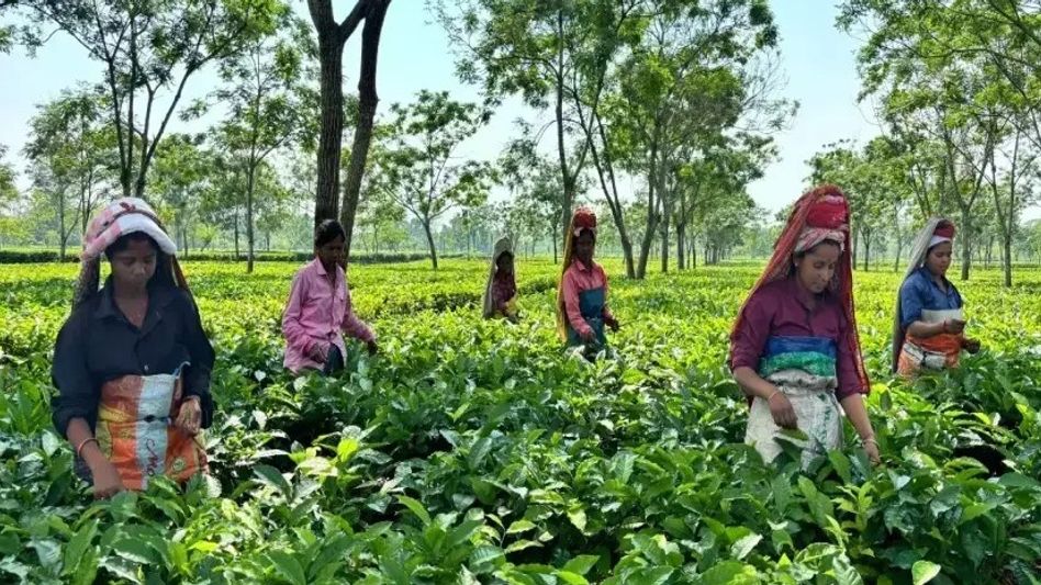 Assam introduces bill to allow tea gardens to use 5% land for commercial activities Assam introduces bill to allow tea gardens to use 5% land for commercial activities