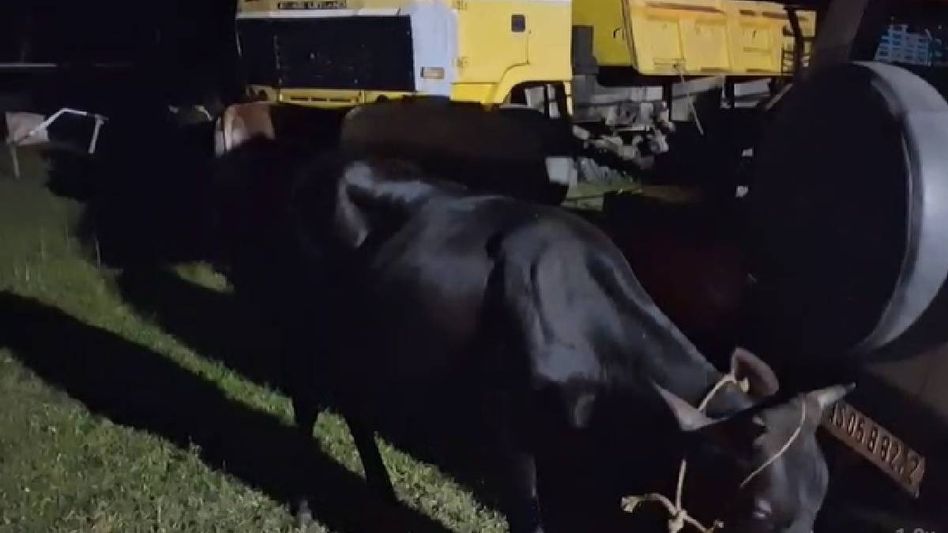 Assam: Kamrup Police foil cattle smuggling bid, arrest three; 16 cattle seized Assam: Kamrup Police foil cattle smuggling bid, arrest three; 16 cattle seized