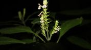 Rare flowering plant rediscovered in Assam's Dima Hasao after nearly 180 years Rare flowering plant rediscovered in Assam's Dima Hasao after nearly 180 years