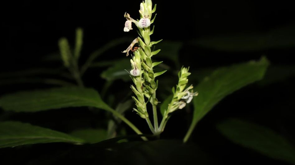 Rare flowering plant rediscovered in Assam's Dima Hasao after nearly 180 years Rare flowering plant rediscovered in Assam's Dima Hasao after nearly 180 years
