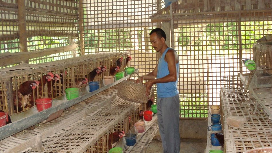 Livestock protection emerges as major challenge as Assam floodwaters recede Livestock protection emerges as major challenge as Assam floodwaters recede
