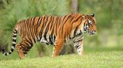 Assam CM highlights state's tiger conservation success on International Tiger Day Assam CM highlights state's tiger conservation success on International Tiger Day